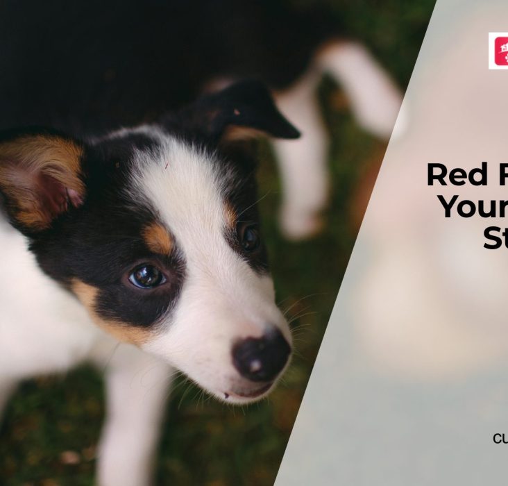 Sudden Diarrhea and Straining in Dogs: Is It Colitis?