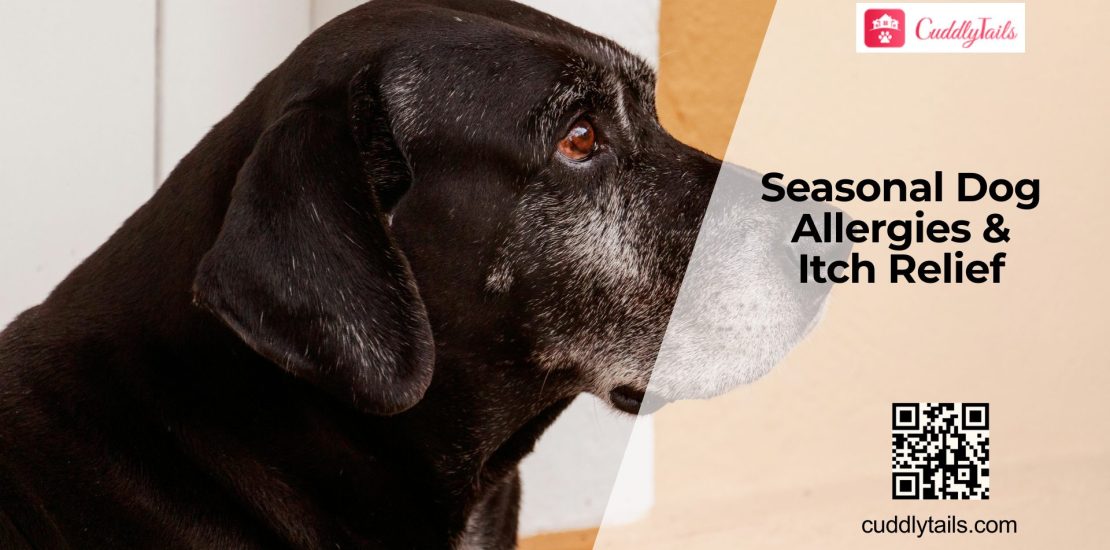 Dog Allergy Season: Stop the Scratching