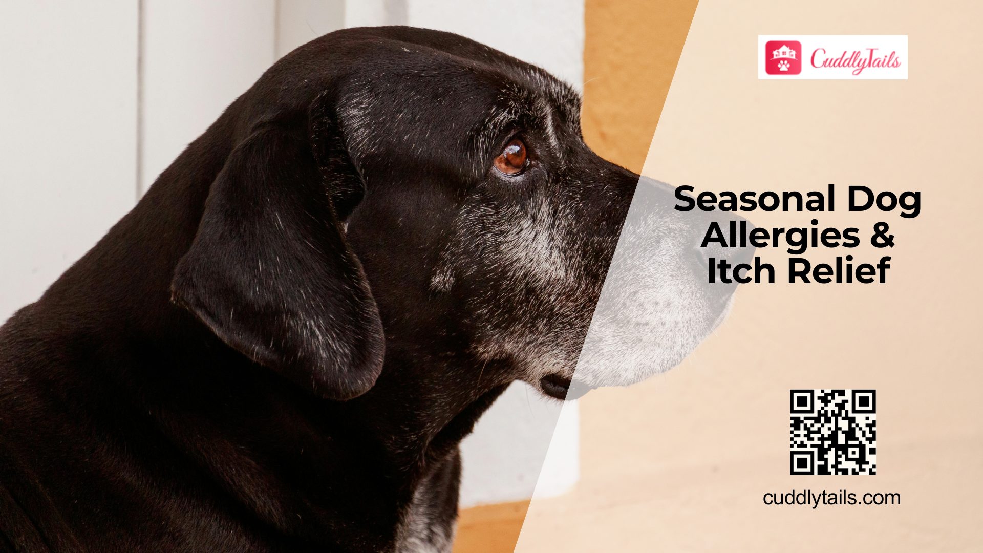 Dog Allergy Season: Stop the Scratching
