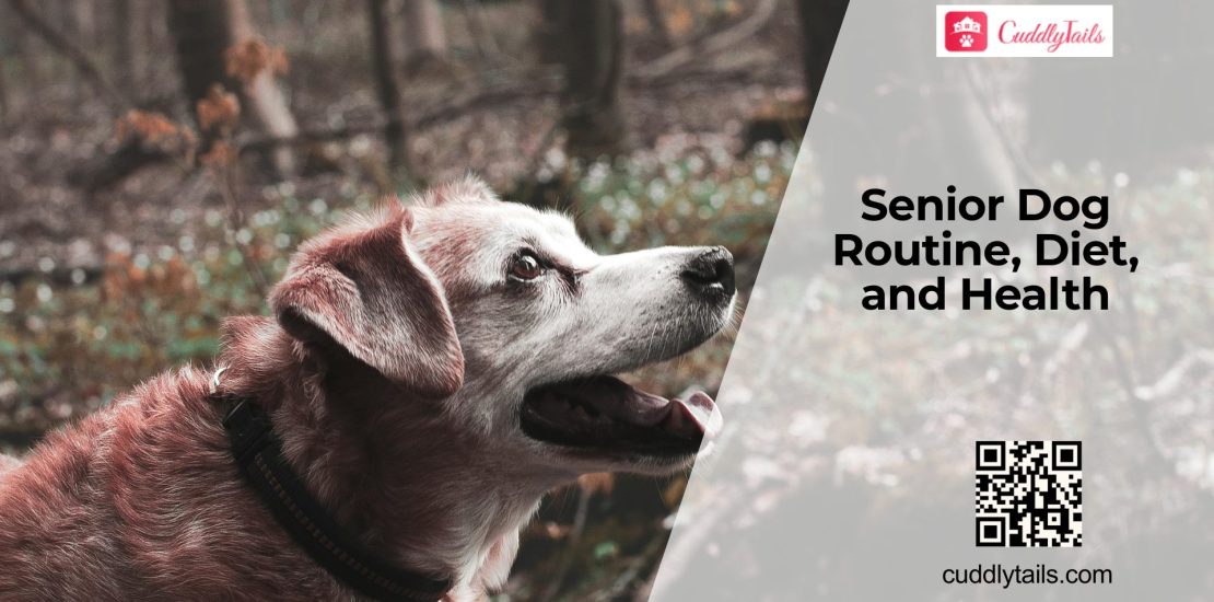 Senior Dog Care by Age Stage: Daily Routine, Diet, and Health Tips