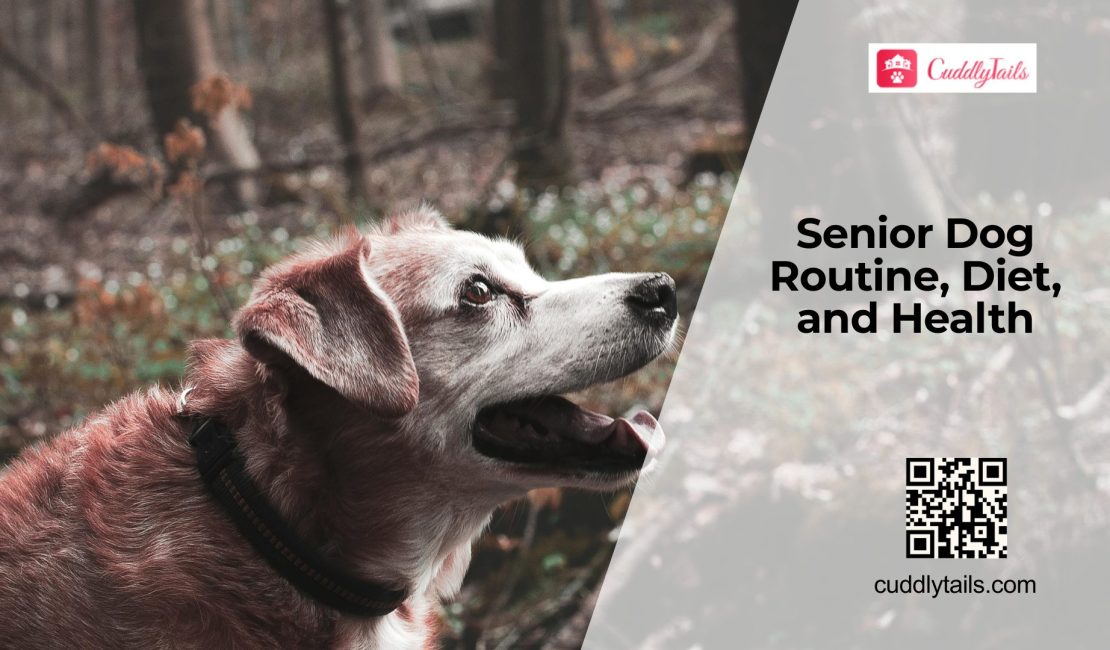 Senior Dog Care by Age Stage: Daily Routine, Diet, and Health Tips