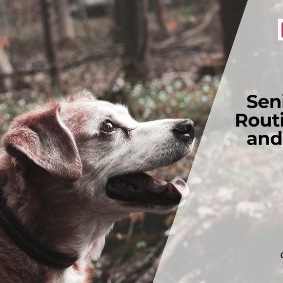 Senior Dog Care by Age Stage: Daily Routine, Diet, and Health Tips