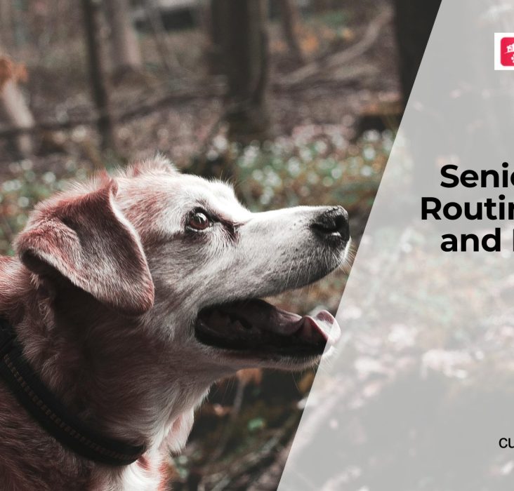 Senior Dog Care by Age Stage: Daily Routine, Diet, and Health Tips
