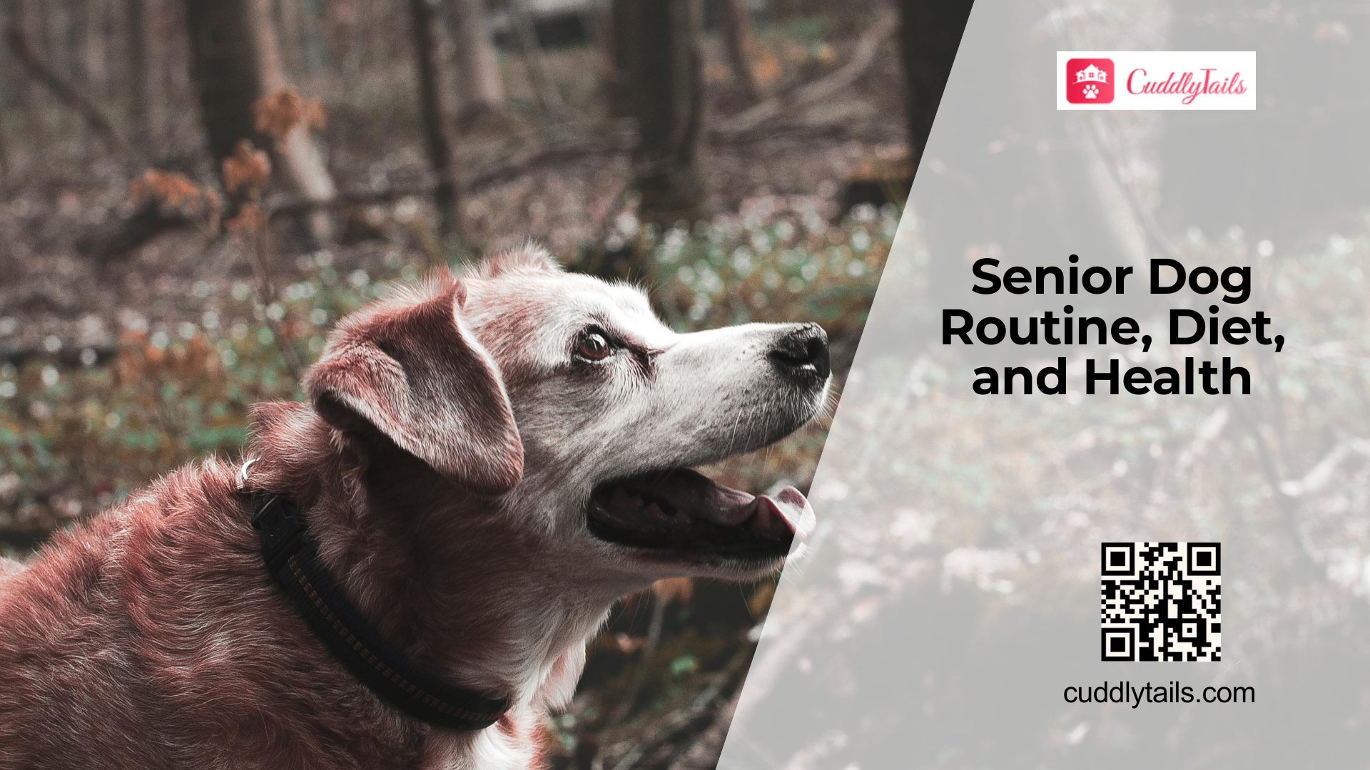 Senior Dog Care by Age Stage: Daily Routine, Diet, and Health Tips