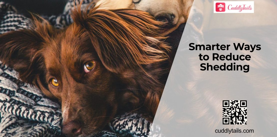 Dog Shedding Solutions: What Actually Works