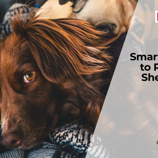 Dog Shedding Solutions: What Actually Works