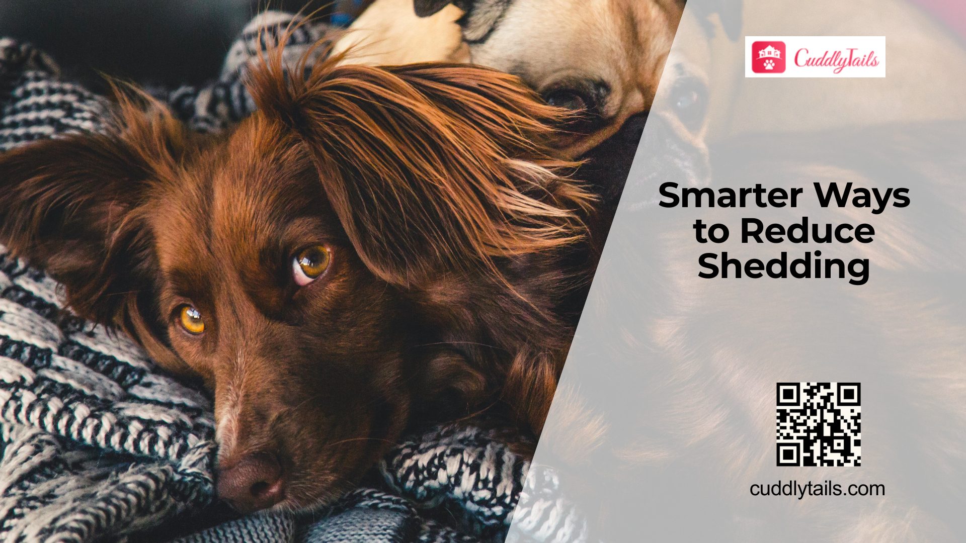 Dog Shedding Solutions: What Actually Works