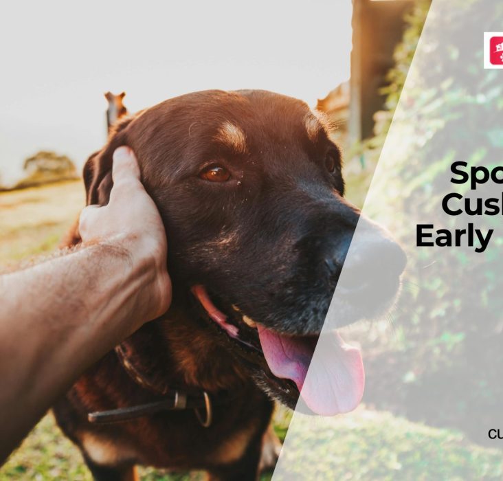 Increased Water Intake and Unexplained Hair Loss