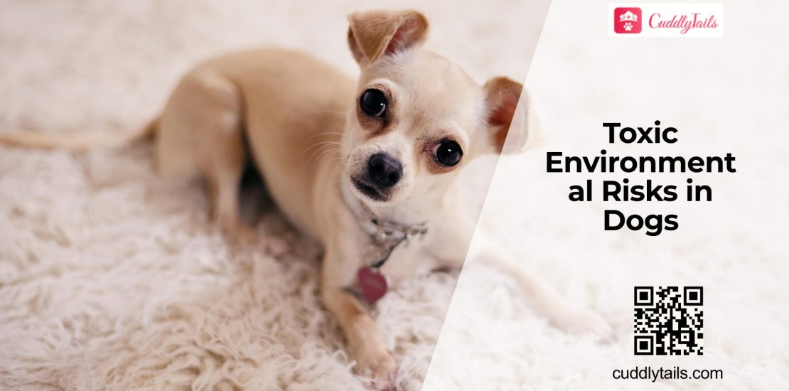 Environmental Toxins Affecting Dog Health