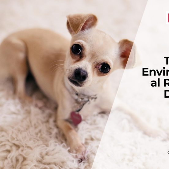 Environmental Toxins Affecting Dog Health
