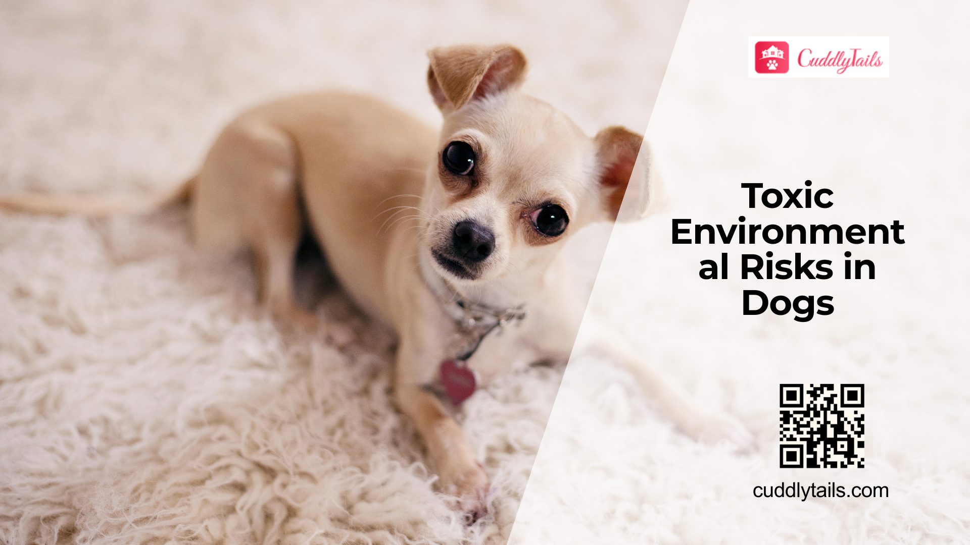Environmental Toxins Affecting Dog Health