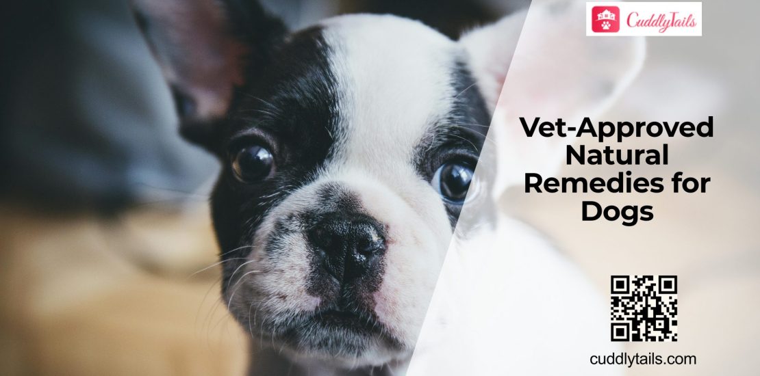 Natural Remedies for Dogs: Helpful or Harmful?
