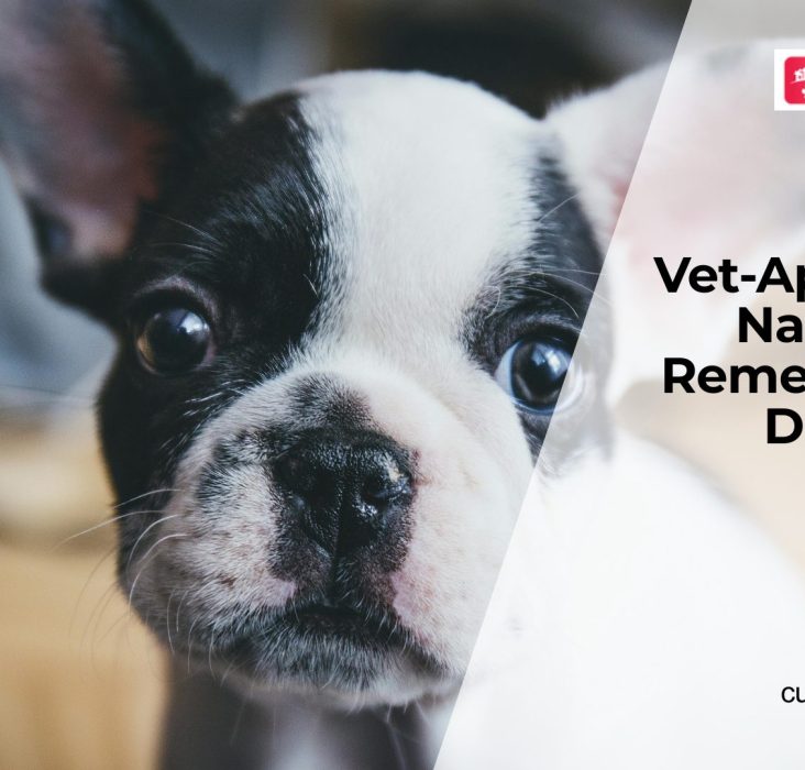 Natural Remedies for Dogs: Helpful or Harmful?