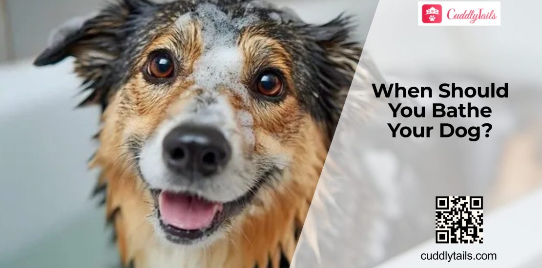 How Often Should You Really Bathe Your Dog?