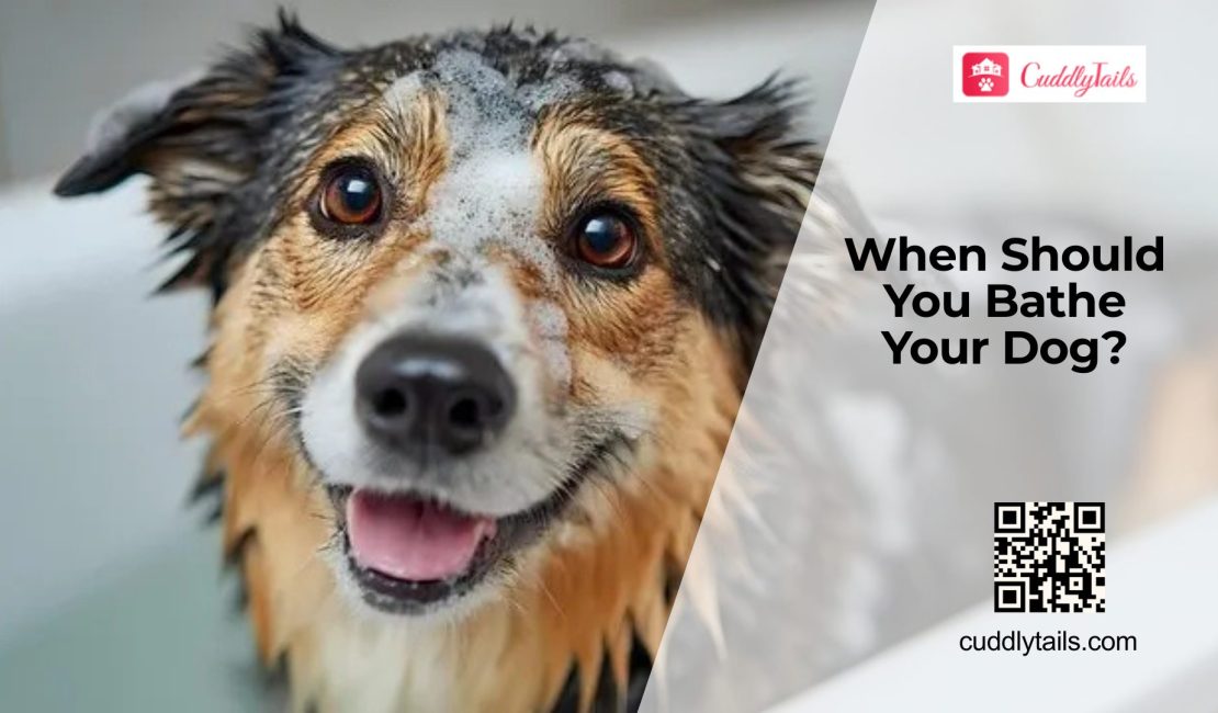 How Often Should You Really Bathe Your Dog?