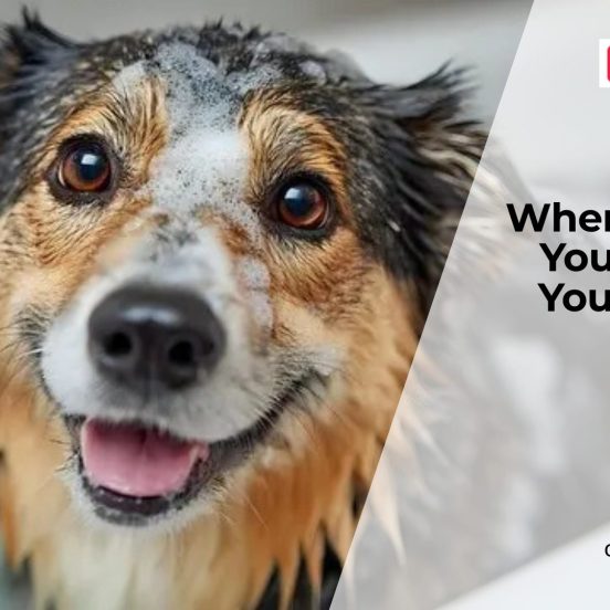 How Often Should You Really Bathe Your Dog?