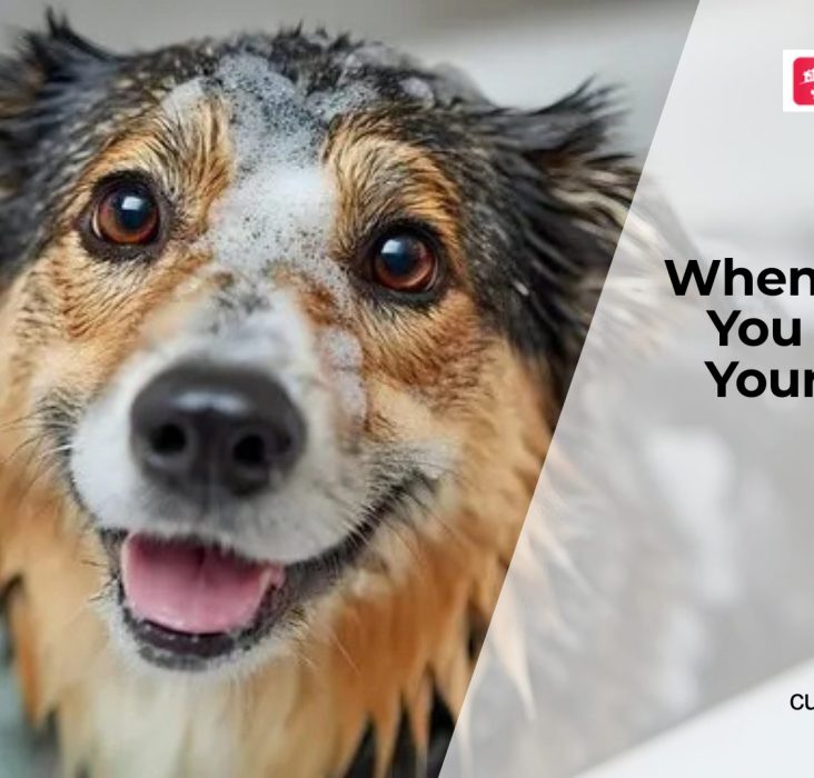 How Often Should You Really Bathe Your Dog?