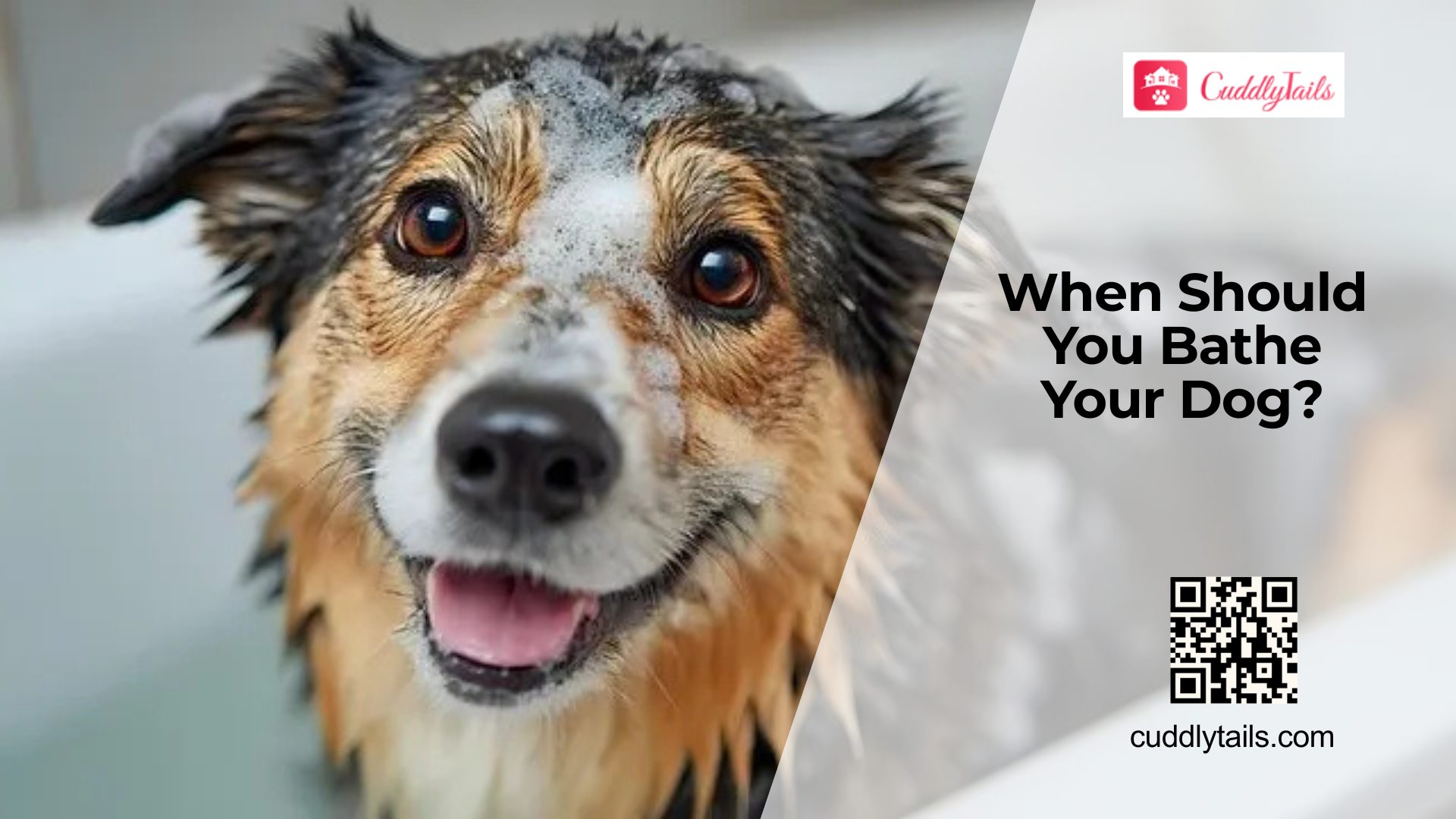How Often Should You Really Bathe Your Dog?
