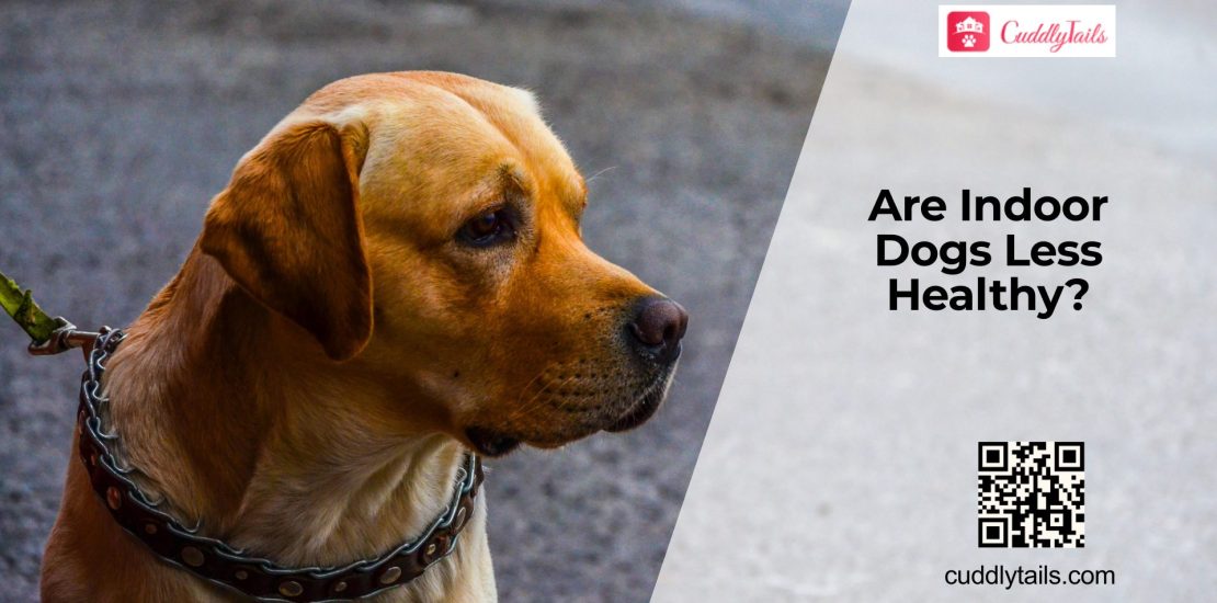 Do Indoor Dogs Have More Health Issues?