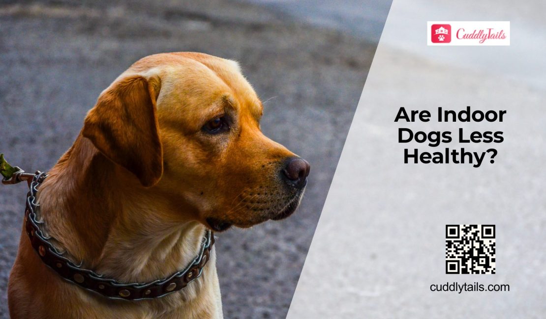 Do Indoor Dogs Have More Health Issues?
