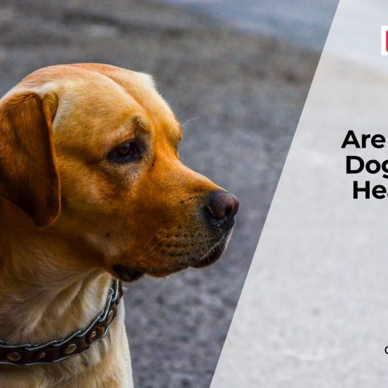 Do Indoor Dogs Have More Health Issues?