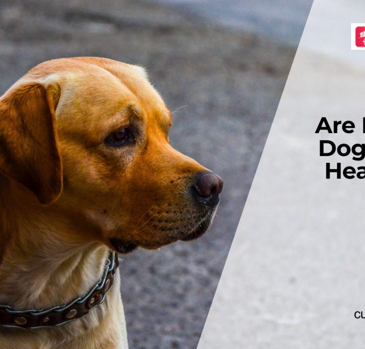 Do Indoor Dogs Have More Health Issues?