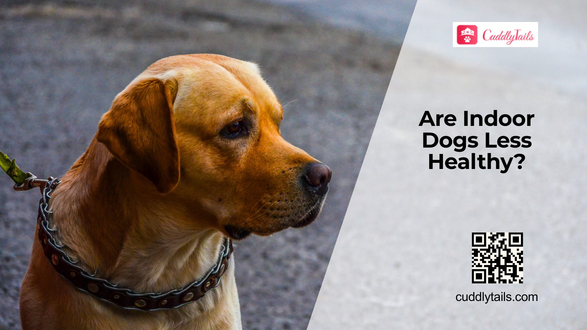 Do Indoor Dogs Have More Health Issues?