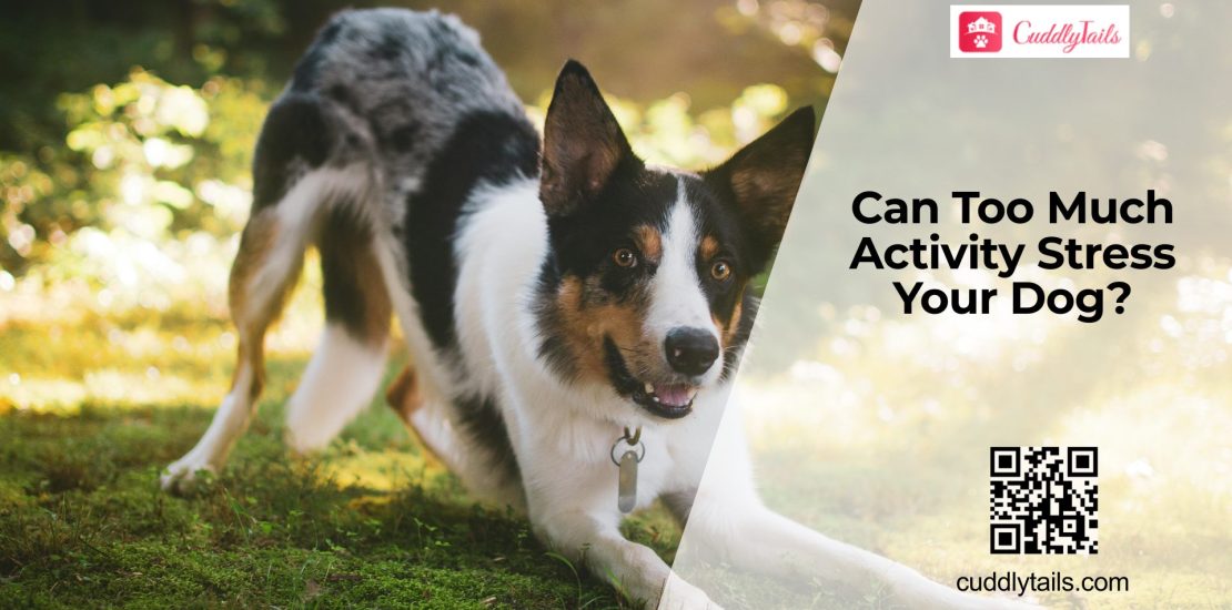 Can Dogs Experience Stress from Over-Stimulation?