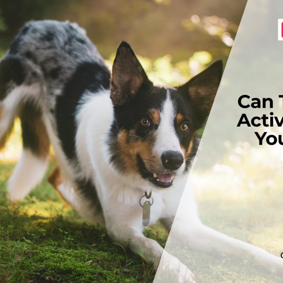 Can Dogs Experience Stress from Over-Stimulation?