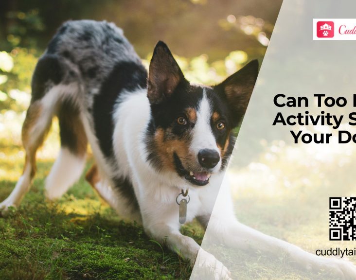 Can Dogs Experience Stress from Over-Stimulation?