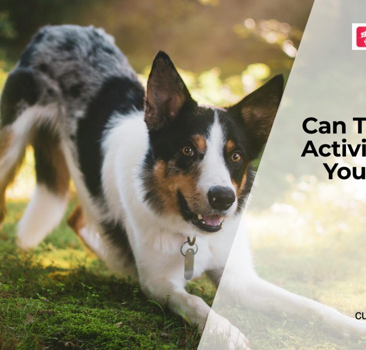 Can Dogs Experience Stress from Over-Stimulation?