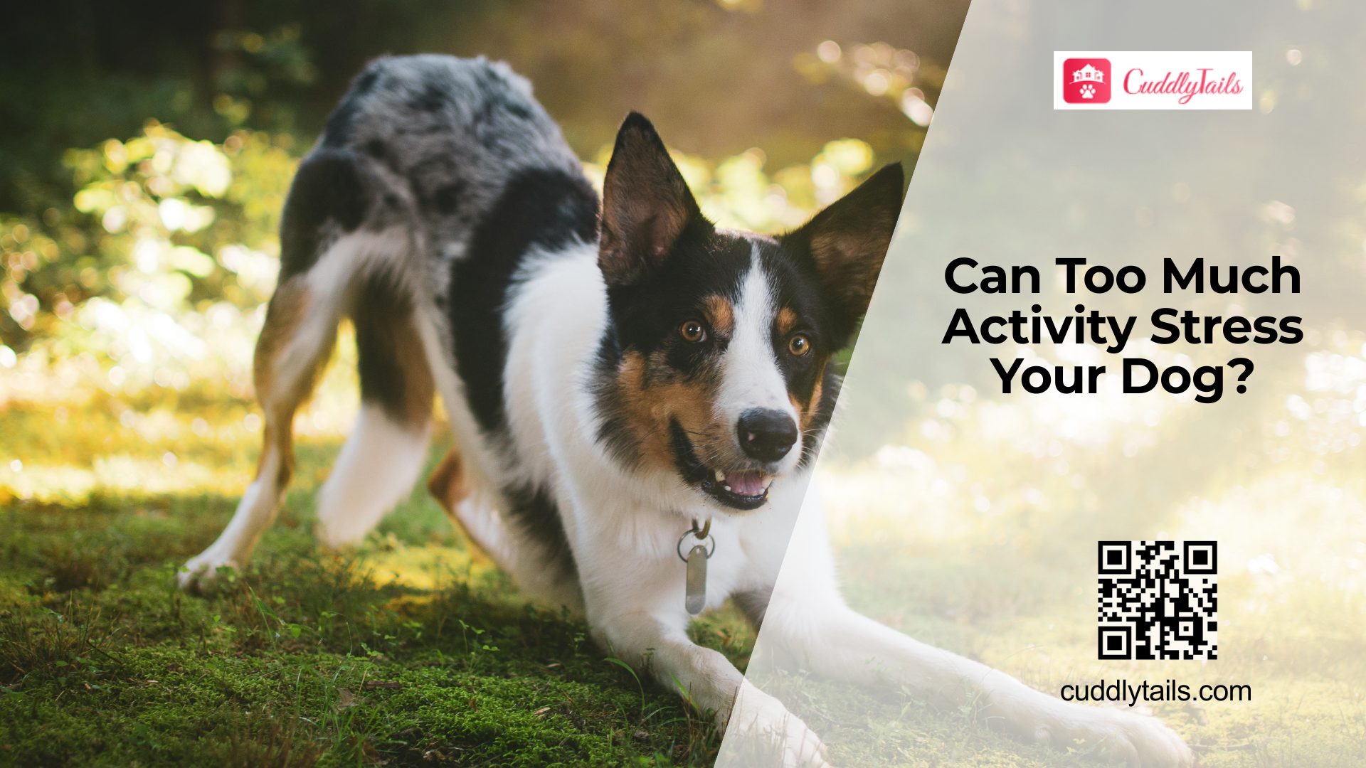 Can Dogs Experience Stress from Over-Stimulation?