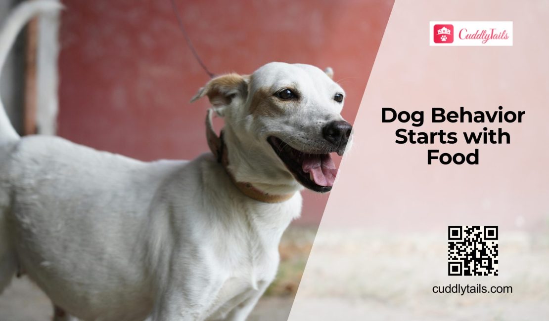 Can Food Change Your Dog’s Behavior
