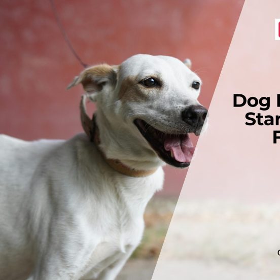 Can Food Change Your Dog’s Behavior