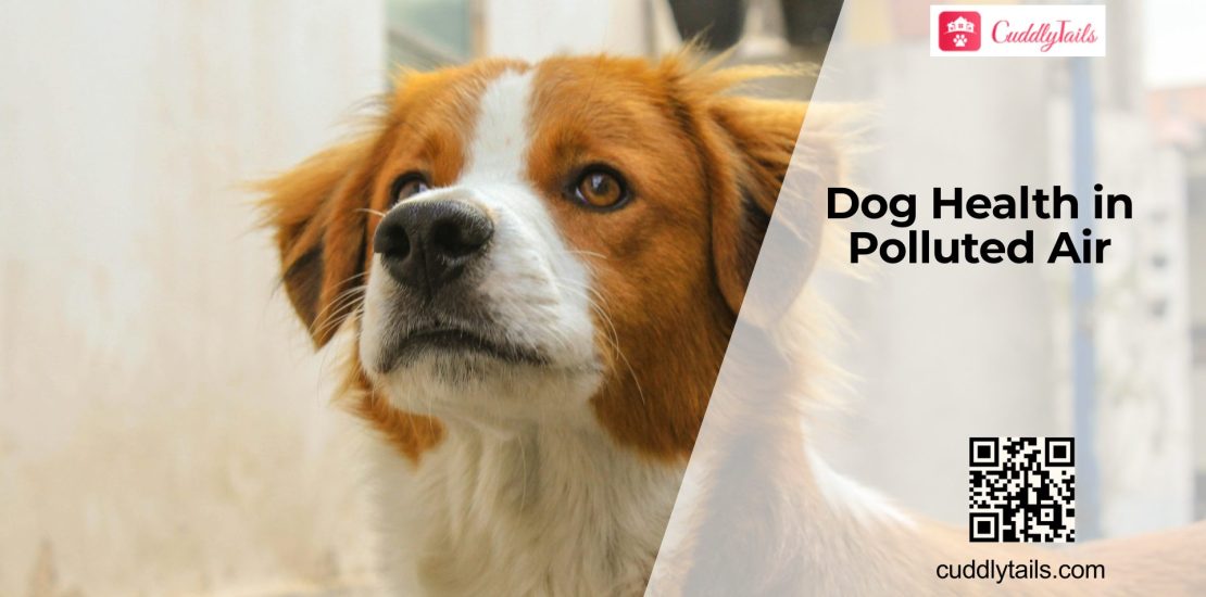 How Air Pollution Impacts Dog Health