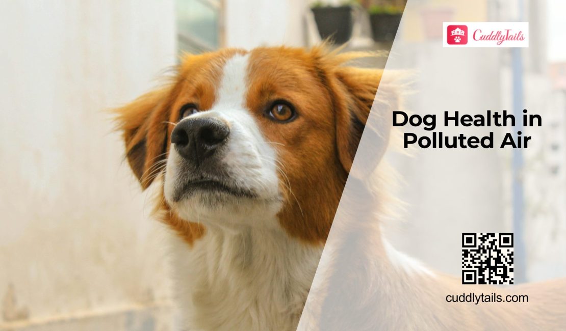 How Air Pollution Impacts Dog Health