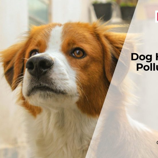 How Air Pollution Impacts Dog Health