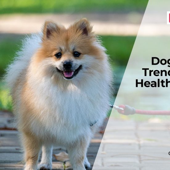 Doga (Yoga for Dogs): Does It Actually Improve Dog Health?