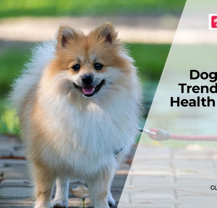 Doga (Yoga for Dogs): Does It Actually Improve Dog Health?