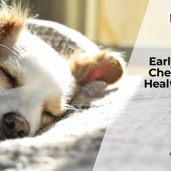 Preventive Health Screening Every Dog Owner Should Know