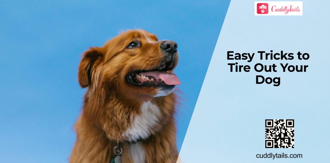 Best Exercises to Actually Tire Your Dog Out
