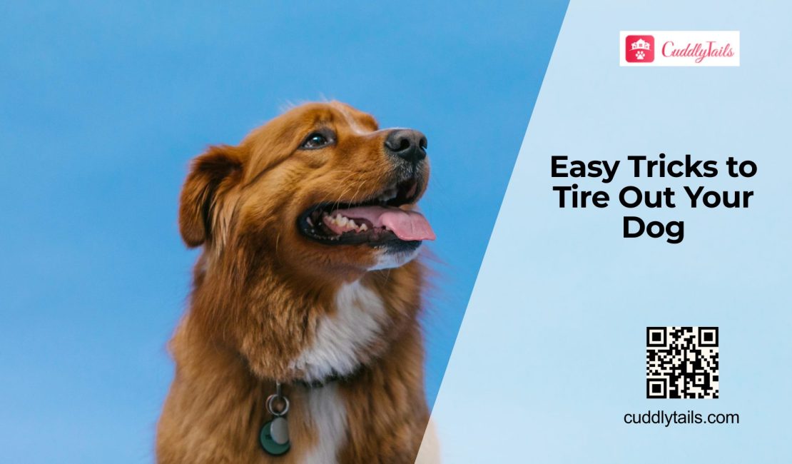 Best Exercises to Actually Tire Your Dog Out