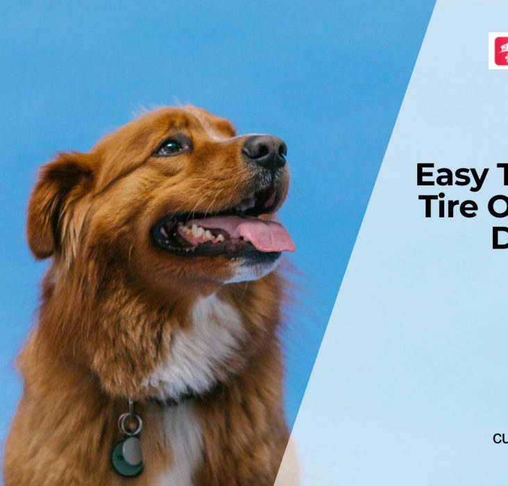 Best Exercises to Actually Tire Your Dog Out