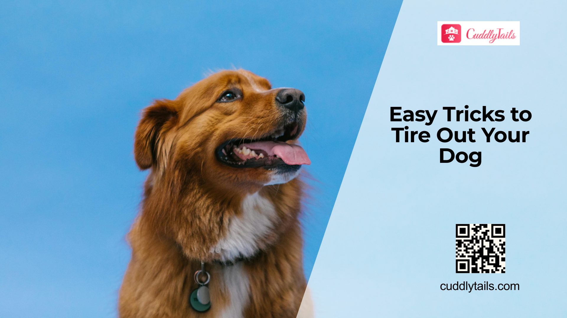 Best Exercises to Actually Tire Your Dog Out
