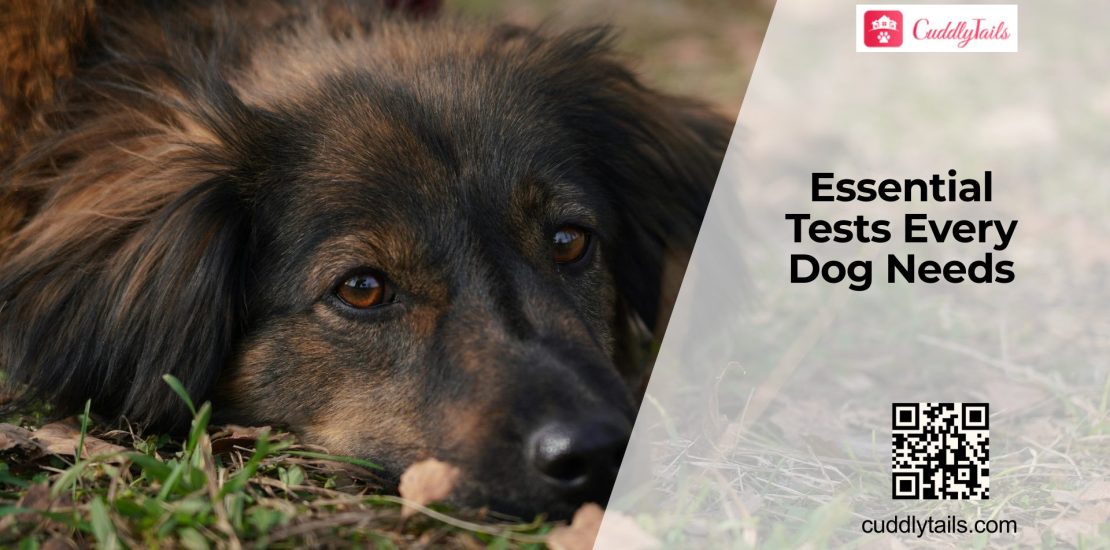 Essential Annual Health Tests for Dogs
