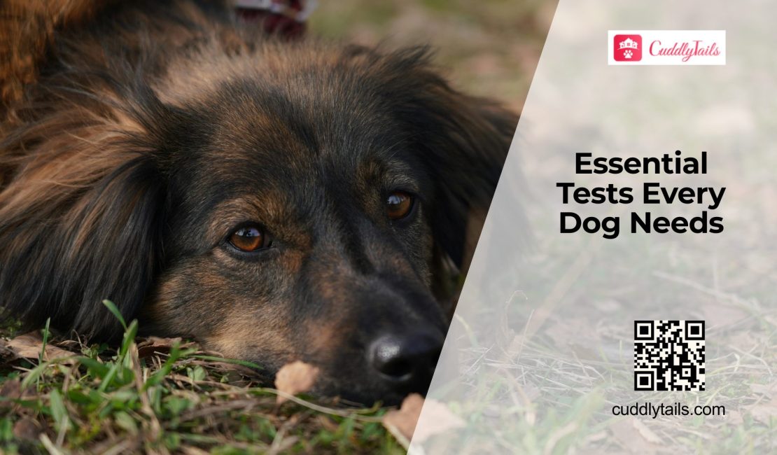 Essential Annual Health Tests for Dogs