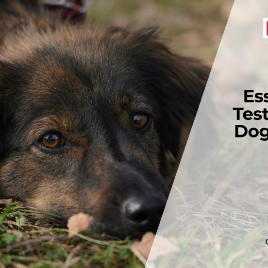Essential Annual Health Tests for Dogs