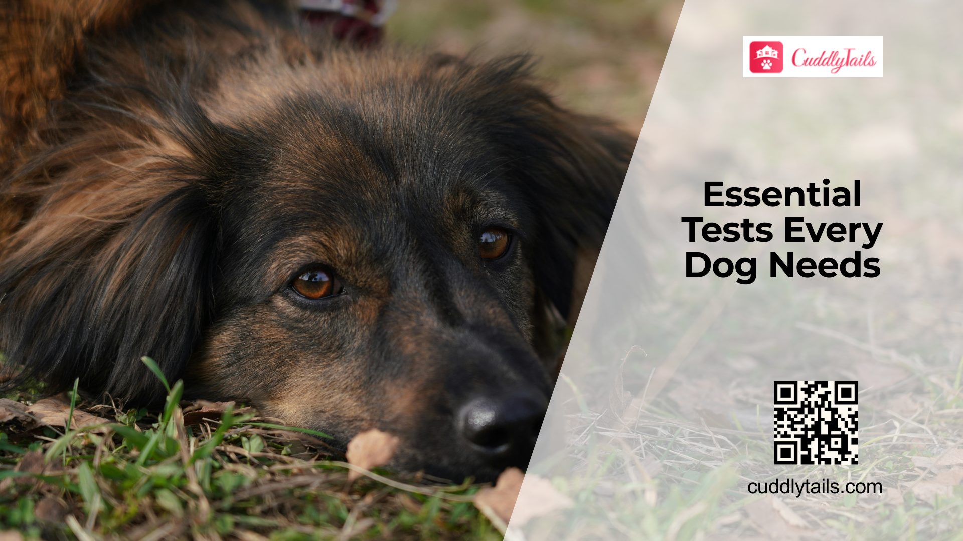 Essential Annual Health Tests for Dogs