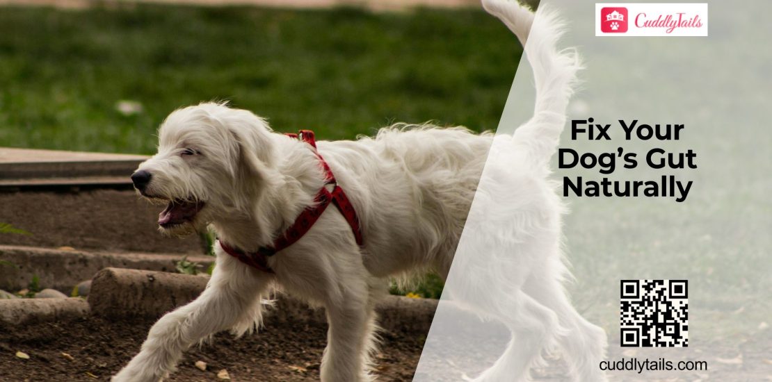 Improve Your Dog’s Gut Health Naturally