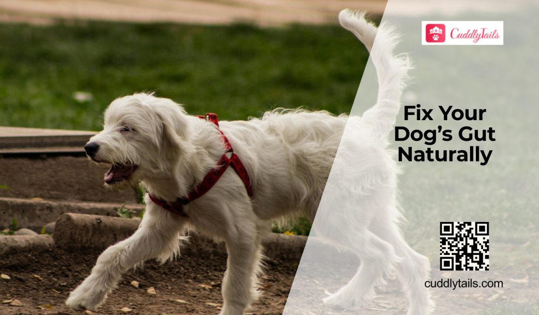 Improve Your Dog’s Gut Health Naturally